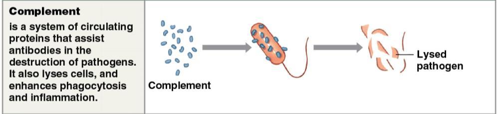 5. The complement system = a group of over 30 special plasma proteins that complement (enhance) the action of antibodies and phagocytes The activation of complement can occur via three different