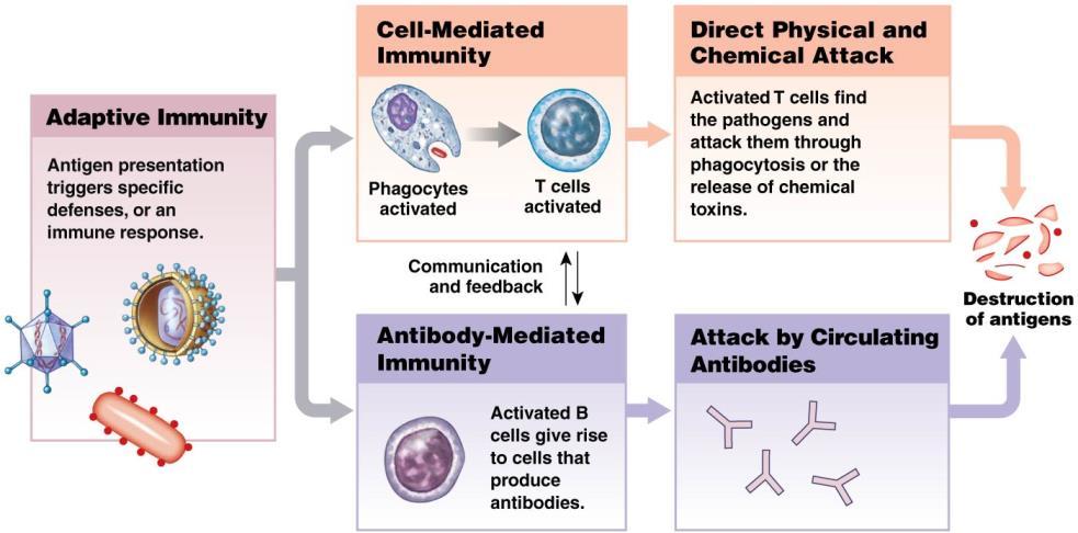 Types of adaptive immunity 1. Cell-mediated (cellular) immunity Is directed against specific cellular and intracellular pathogens, such as Abnormal cells (e.g. cancerous cells) Foreign cells (e.g. bacteria, protozoa, and tissue graft cells) Pathogen-containing cells (e.