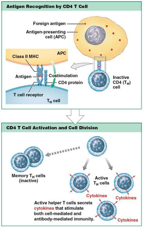 Fig. 22-20, p. 813 T H (helper T) cell activation Some effects of cytokines secreted by T H cells: 1.
