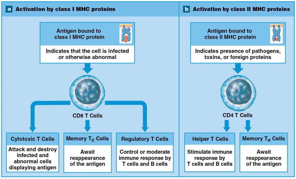 Activate B cells, and their division, maturation (into plasma cells), and antibody production; see Fig.
