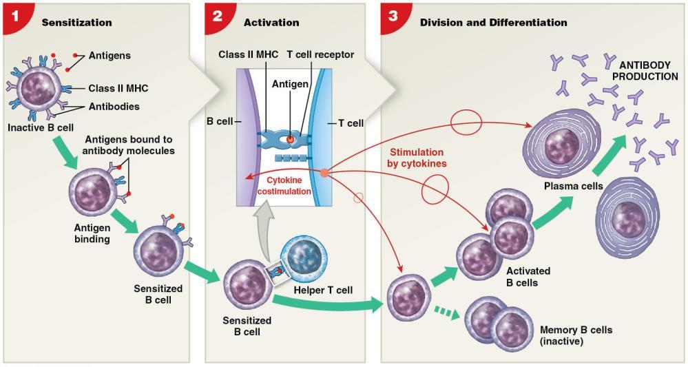 Antibody structure and