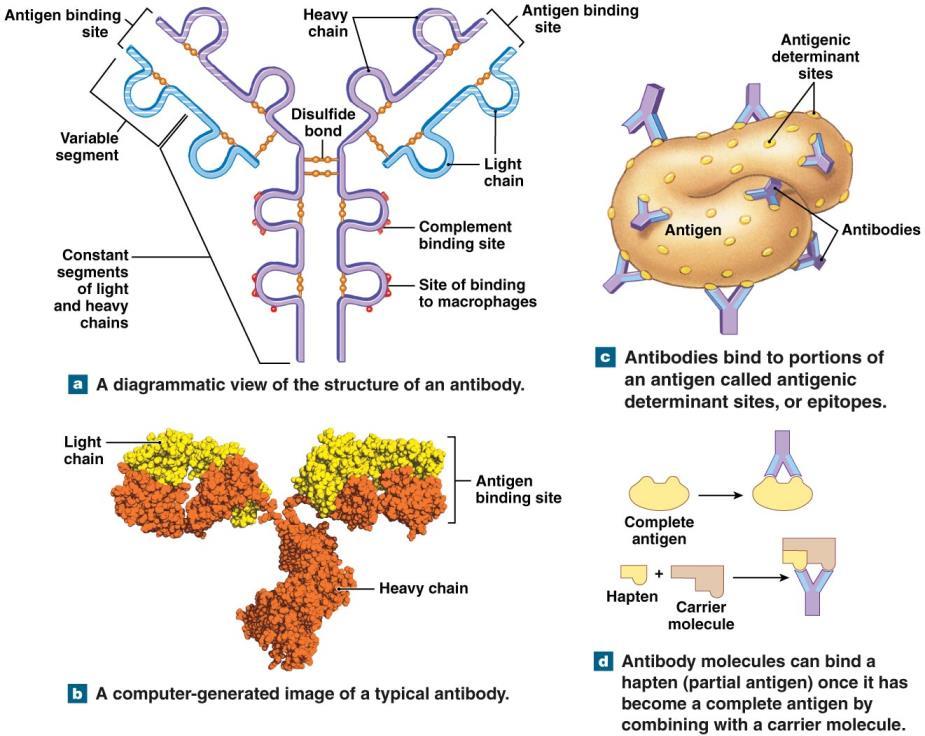 million antibodies per