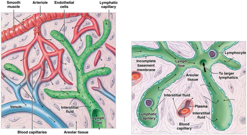 Lymphatic capillaries Are different than typical blood capillaries, in part because they: Have larger diameters