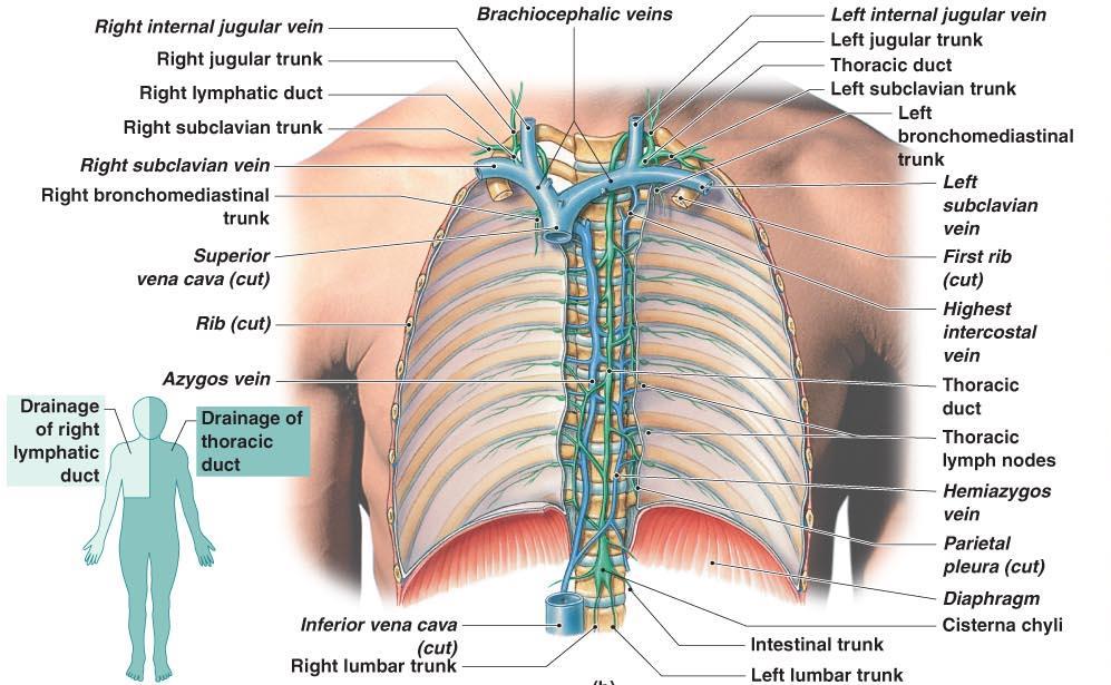 Lymphatic trunks and ducts Lymphatic vessels merge to form lymphatic