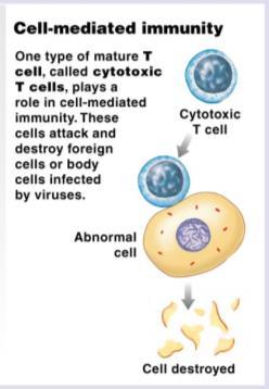 cells (T C cells) Function: specifically attack foreign, virusinfected, and cancerous cells Helper T cells