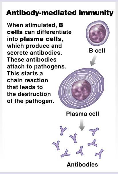 Lymphocytes B cells B cells (bone marrow-derived cells) Are responsible for antibodymediated (humoral) immunity Function: when stimulated, they differentiate into plasma cells that secrete