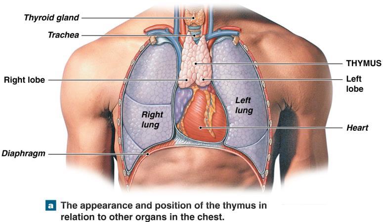The thymus Is where lymphoid stem cells mature (differentiate) into T cells Is located in the mediastinum above the heart Reaches its maximum relative size