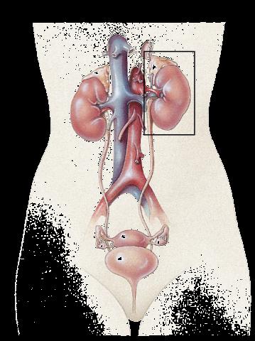 aorta adrenal gland