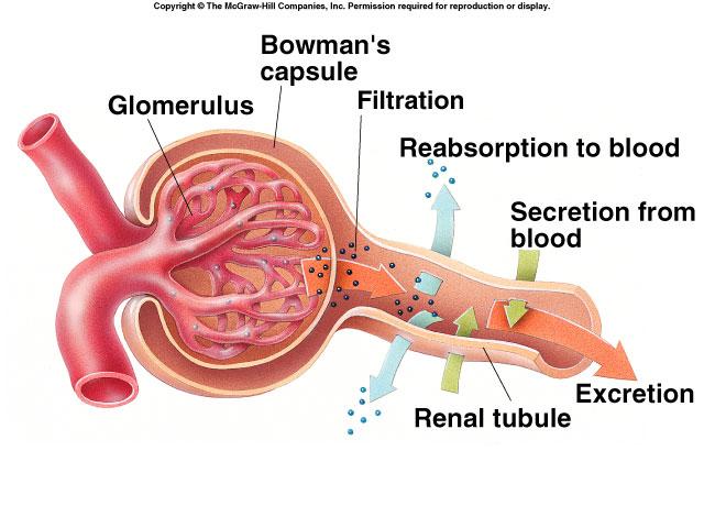 Nephron: Filtration At glomerulus filtered out of