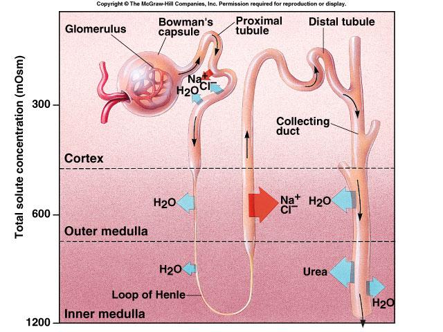 Nephron: Reabsorption & Excretion Collecting duct reabsorbed H 2 O excretion