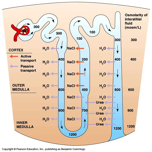 Osmotic control in nephron How is all this re-absorption achieved?