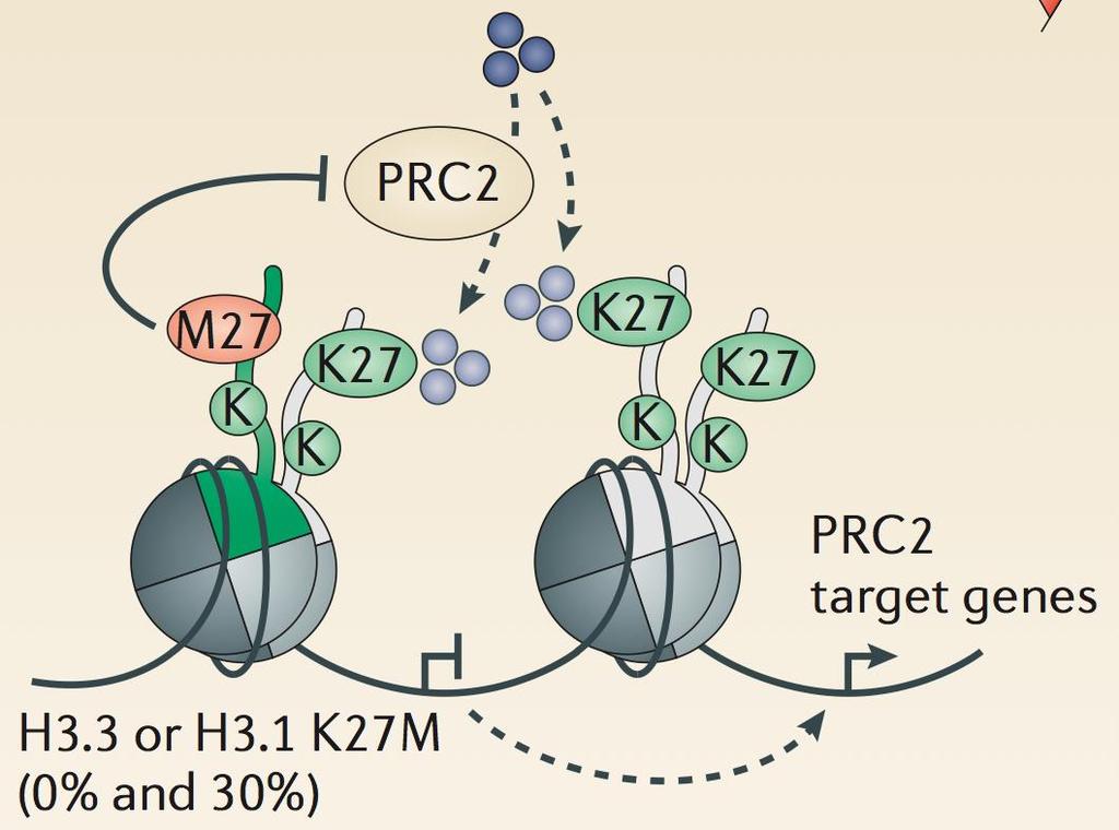 K27M is a dominant negative inhibitor of polycomb