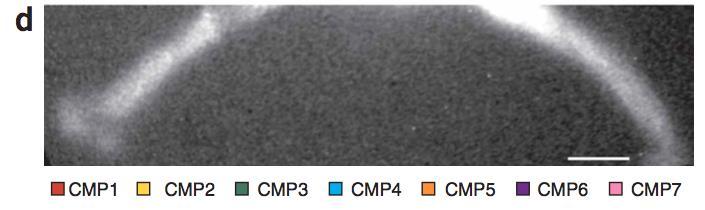 protein of all 4 CMPs was the alanine-specific protease APN (CD13) Alanine-specific protease activity in the exploratory