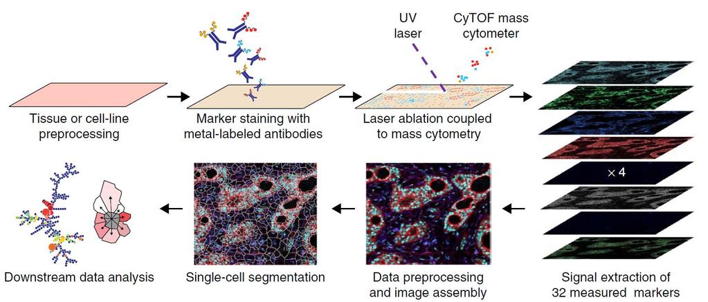 Imaging mass cytometry (IMC) Paper 2 The workflow of imaging mass cytometry: Preprocessing using routine immunohistochemistry protocols Laser beam of 1µm in diameter and 3.