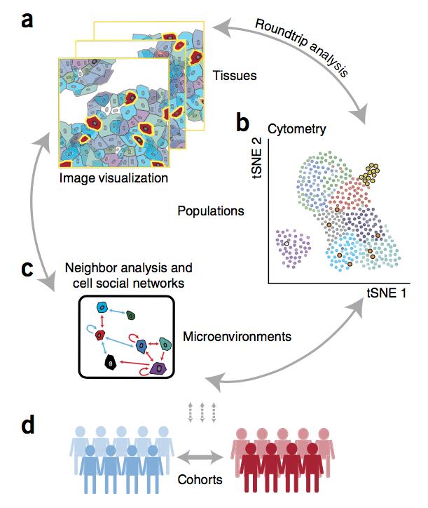 Histology topography cytometry analysis toolbox (histocat) Paper 3 need of new computational approaches to enable comprehensive, quantitative and interactive exploration of all levels of information