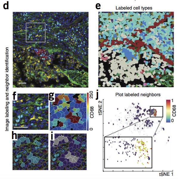 Histology topography cytometry analysis toolbox (histocat) Paper 3 Analysis example: Marker intensities and cell populations can be linked back to their source images (d and e) Visualization by