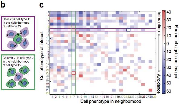 revealed that distinct proliferative (Ki-67+, phospho-s6+) and hypoxic (carbonic anhydrase IX+) tumor cells neighbor CD68+ cells Unbiased and systematic