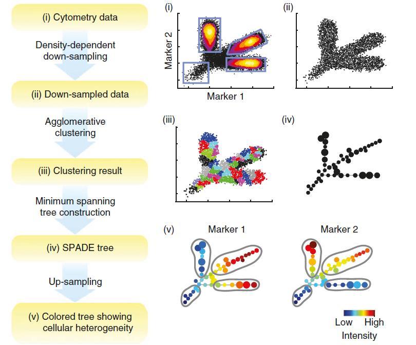 Imaging mass cytometry (IMC) Paper 2 SPADE =