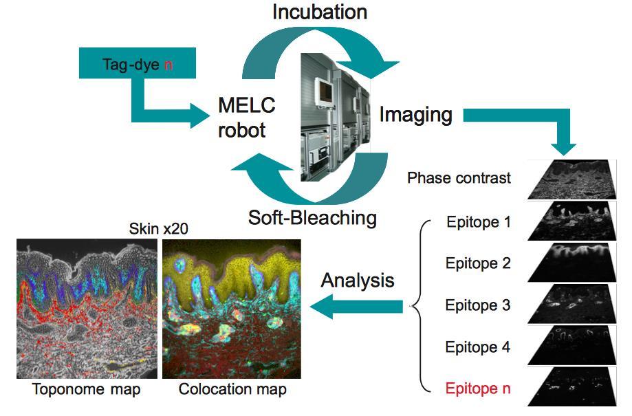 Multi-epitope-ligand cartography (MELC) Paper 1 The principle of multi-dimensional MELC procedure: Multi-dimensional MELC is based on repeating staining, imaging and bleaching steps In each cycle the