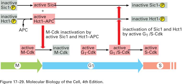 mitotic exit and G1 progression in budding yeast (Cdh1) Cdc14 SCF M-Cdk inactivation by Sic1 and APC G1-Cdk activity increases - not susceptible to Sic1