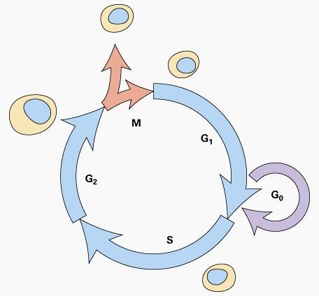G1/S is the major control point: in budding yeast in mammalian tissue culture