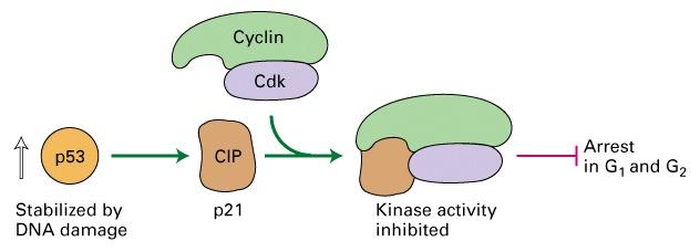 Higher Eukaryotes: G1 arrest mediated by p53 p53 = tumor suppressor/transcription factor: stabilized in damaged cells ATM kinase Cyclin D-Cdk4,6 Cyclin E-Cdk2