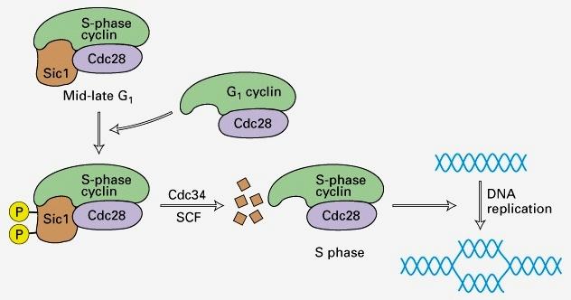 Two Roles for Sic1-CDK inhibitor promotes one transition: induces exit from M-phase by inhibiting B-type cyclins