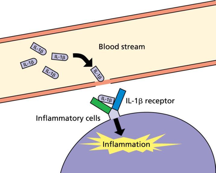 Mechanism of Action of Rilonacept Certain inflammatory responses arise from