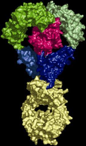 Rilonacept (ARCALYST ), IL-1 Trap: Structure and Characteristics Rilonacept: a dimeric fusion protein Specific blocker of