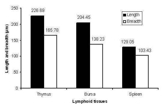 Histomorphological study of the major lymphoid tissues The bursa of Fabricius of ducklings is a unique organ of the poultry for the production of B- lymphocytes.