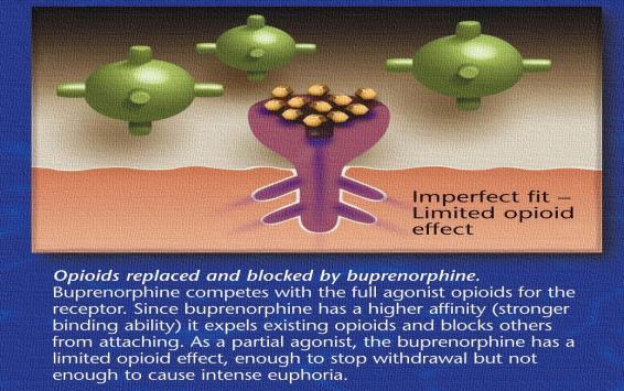 Pharmocodynamics- Buprenorphine- blocking PHARMACODYNAMICS- Dissipation USES OF BUPRENORPHINE (SUBOXONE)