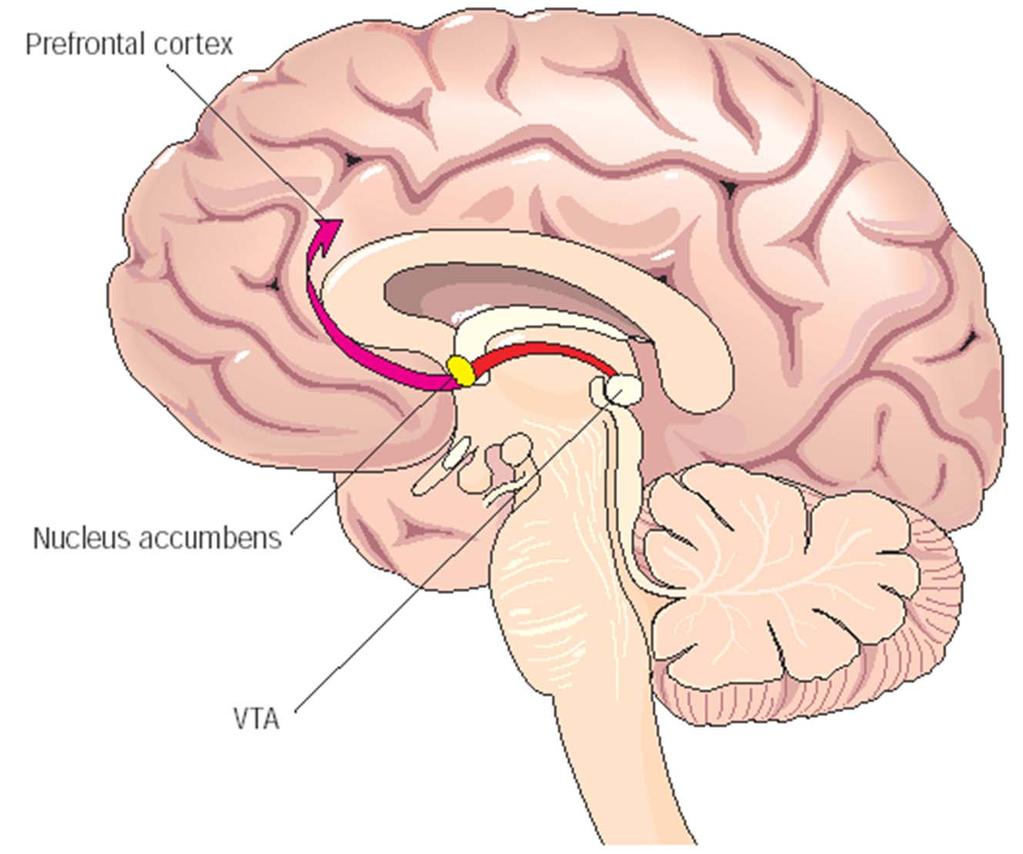 Mesolimbic Pathway ( Pleasure or Reward Pathway) Dopaminergic cell bodies in Ventral Tegmetal Area of brainstem send axons to Nucleus Accumbens (NAc) in limbic area Important role in emotional