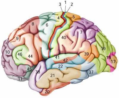 NBT (Navigated Brain Therapy) has potential for multiple therapeutic applications due to precise navigation Stroke Rehabilitation Therapy Depression