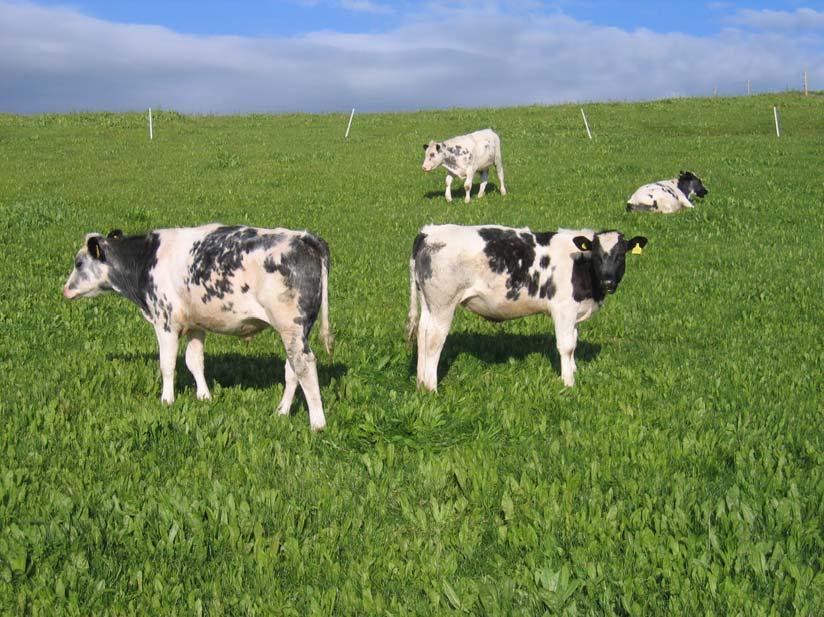 To investigate the effects of chicory on grazing beef cattle, on silage quality, and the persistency of chicory when sown in mixtures EBLEX-funded project 2009-2012 FINAL REPORT 1 C.L. Marley, 1 R.