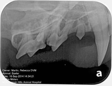 17 Dental x-rays from a cat Crown of Tooth Tooth Root (Below Gumline) Figure 1 Upper right jaw Figure 2 Lower left jaw IF MY PET IS OLDER AND NEEDS A DENTAL PROCEDURE DOES THAT CHANGE YOUR APPROACH