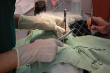 The Surgery Assistant is the most important monitor during an anesthetic procedure.