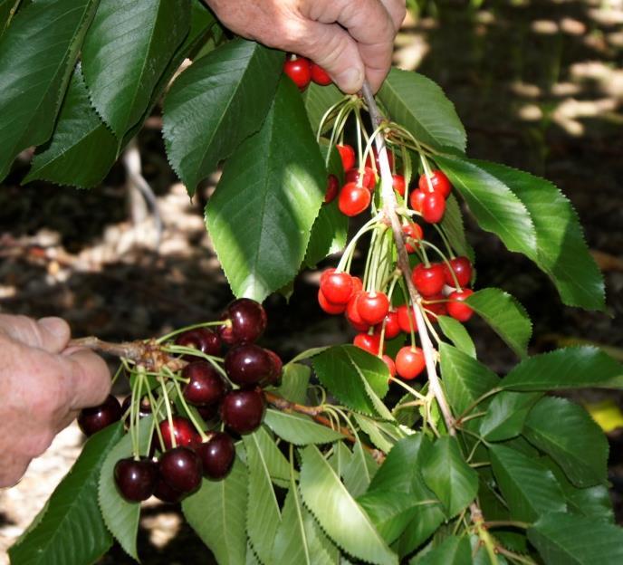 Little Cherry Disease (LCD) Symptoms Produce cherries of small