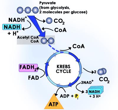 THE KREBS CYCLE 5 The Krebs cycle is a biochemical pathway that breaks down acetyl CoA, producing CO 2, hydrogen atoms, and ATP.