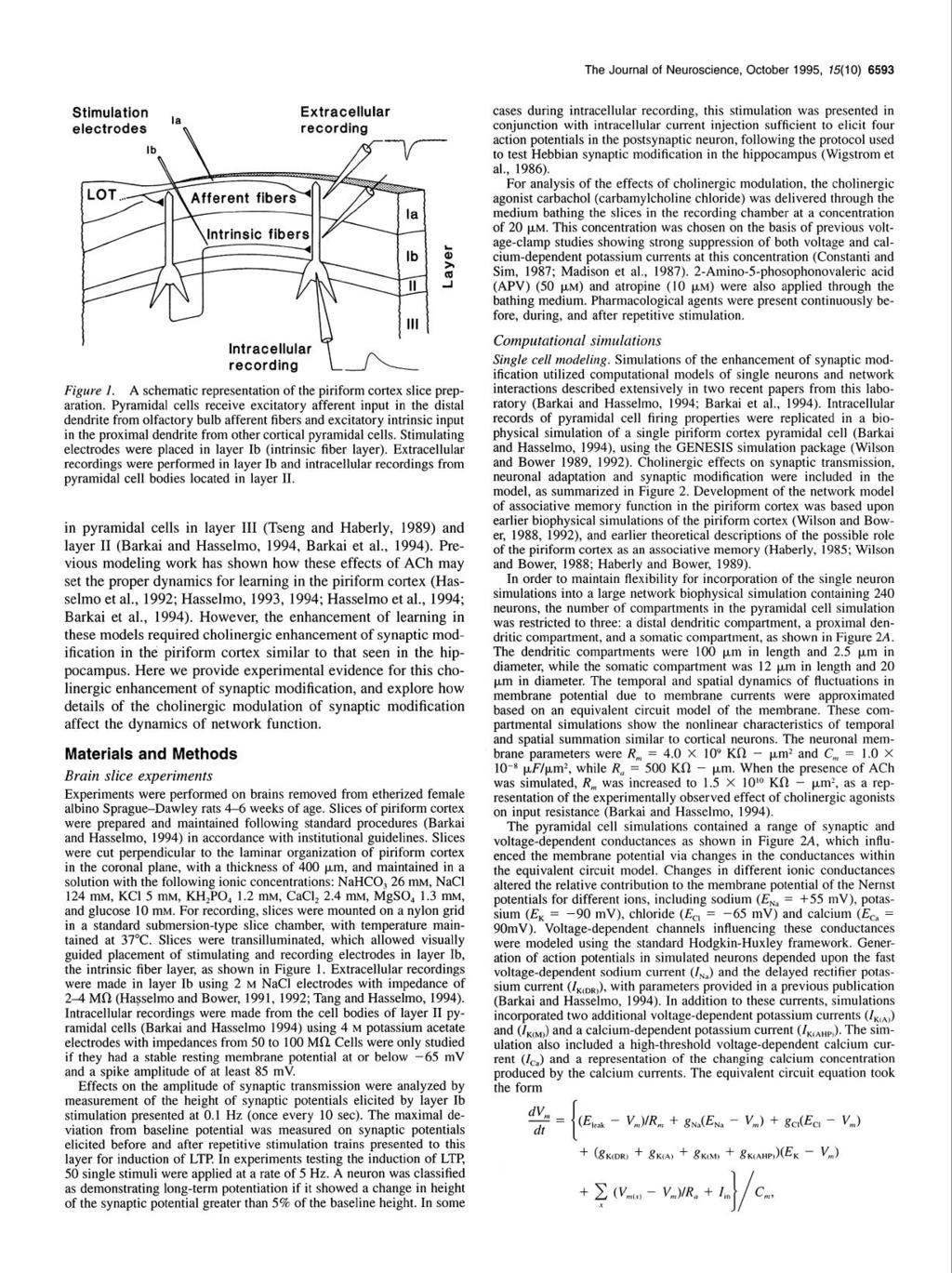 The Journal of Neuroscience, October 1995, 15(10) 6593 Stimulation,e Extracellular electrodes R recording Intracellular recording Figure 1 A schematic representation of the piriform cortex slice