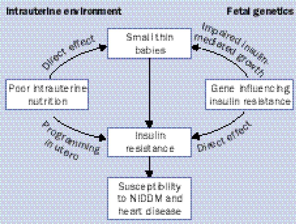 Thrifty phenotype Intrauterine environment Figure 1 Two alternative explanations for small thin babies with insulin resistance Fetal genetics Poor intrauterine