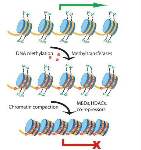 A series of epigenetic modifications transforms transcriptionally active regions of DNA (top) into inactive compact chromatin (bottom).