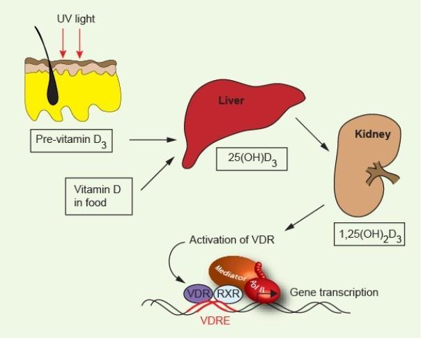 (UV B 280-320nm) Vitamin D in food The pathway of vitamin D acting on the genome UV-B converts 7- dehydrocholesteol into previtamin D3 in the epidermis of the skin