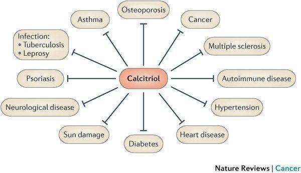 Vitamin D is not really a vitamin but the precursor to the potent steroid hormone, calcitriol, which regulates numerous