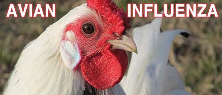 Avian Influenza Information Go to: www.aphis.usda.