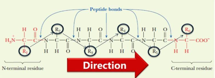 The peptide chain starts with the N- terminus and ends with the C- terminus.
