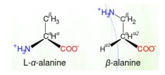 The difference between β-alanine and α-alanine is that the amine group is linked with the α -carbon in α-alanine. Functions: Protection of the cells from ROS (radical oxygen species) and peroxides.