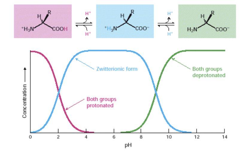 Note the following curve and the numbered structures: At very low ph all the amino acids will be 1. As the ph increases, the carboxyl group will start losing its proton. Decreases while 1 2 increases.