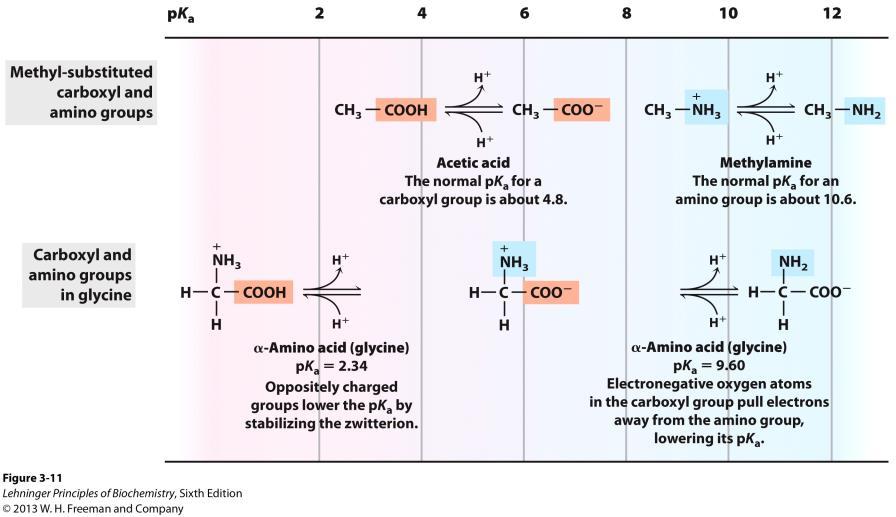 Chemical Environment Affects pk a Values α-carboxy group is much more acidic