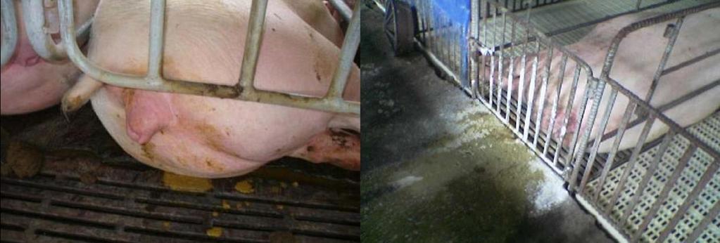 Clinical Signs Sows Sows were fevered, lethargic and scouring
