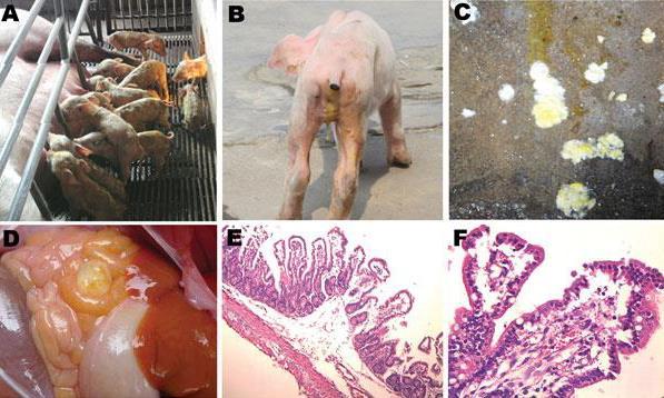 Subtitle Bullet Bullet A)Litter of pigs infected with this virus, showing watery diarrhea and emaciated bodies. B) Emaciated piglet with yellow, water-like feces.